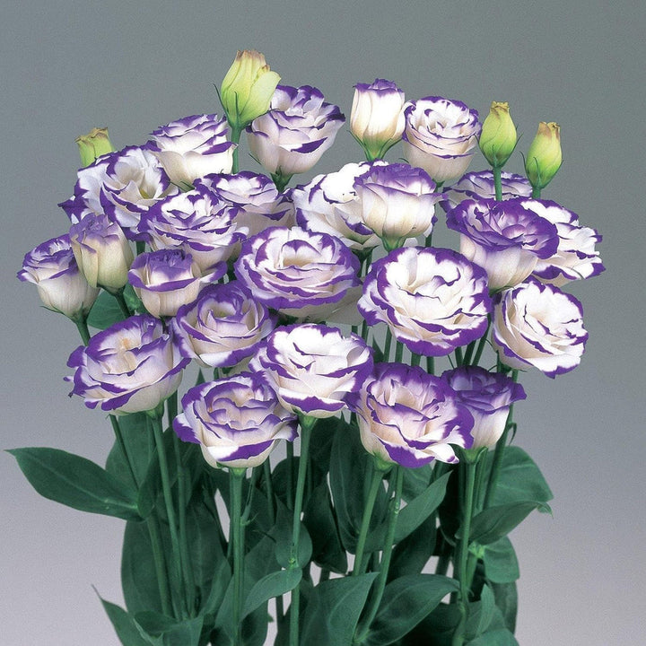 Lisianthus Echo flower seeds