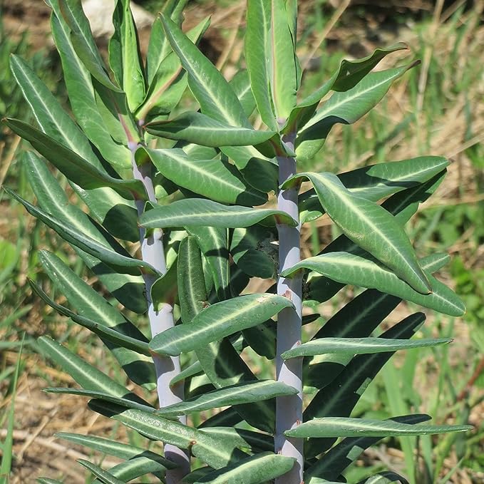 Euphorbia Lathyris flower seeds