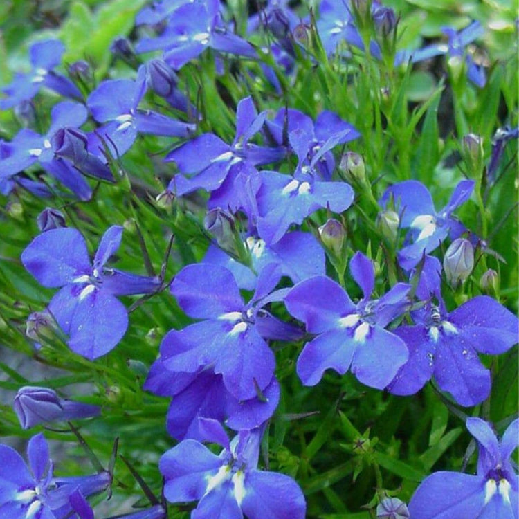 Compact Lobelia plant