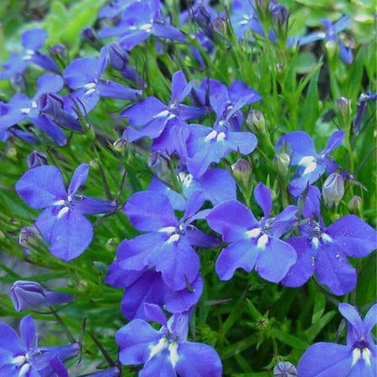 Compact Lobelia plant