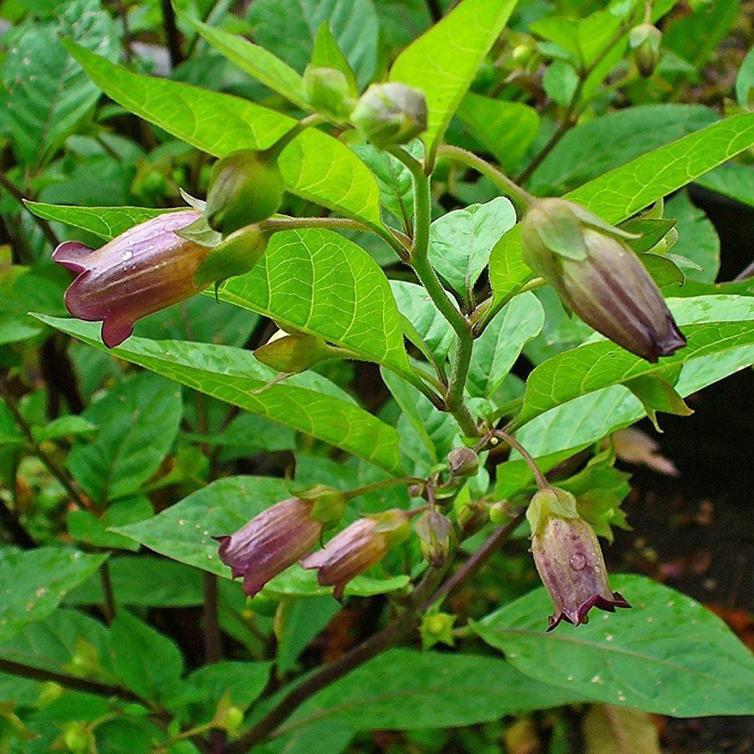 Belladonna flower seeds