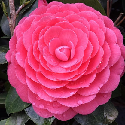 Camellia flower seeds