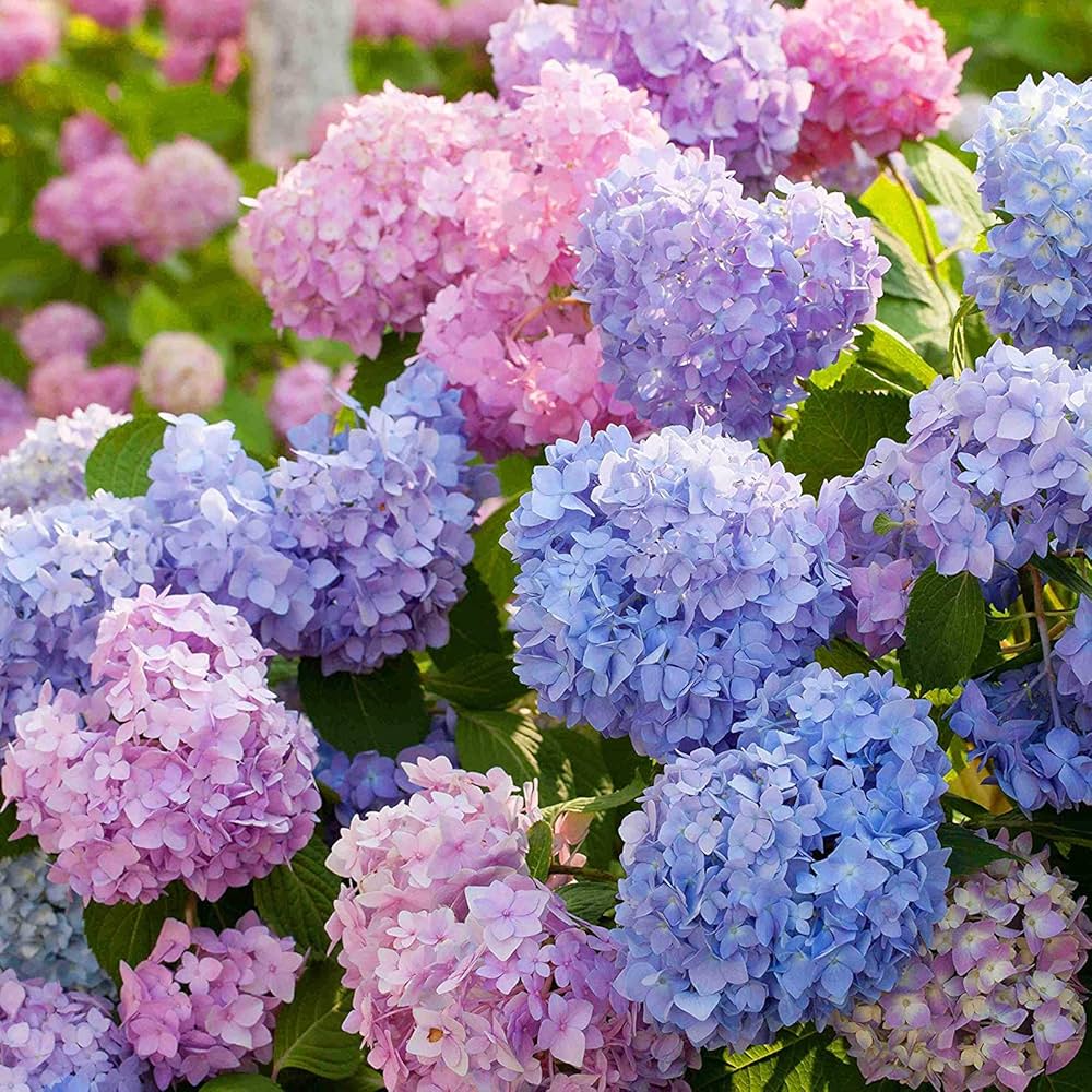 Hydrangea flower seeds