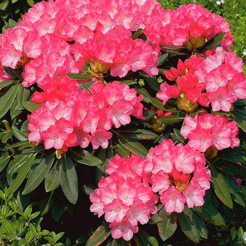 Azalea flower seeds