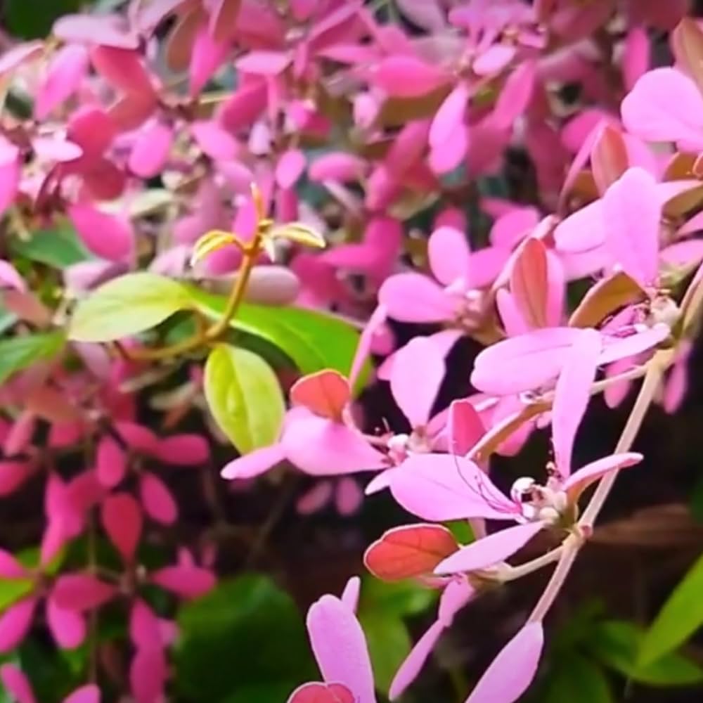 Shower Orchid flower seeds