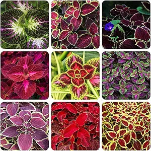 Color Coleus flower seeds