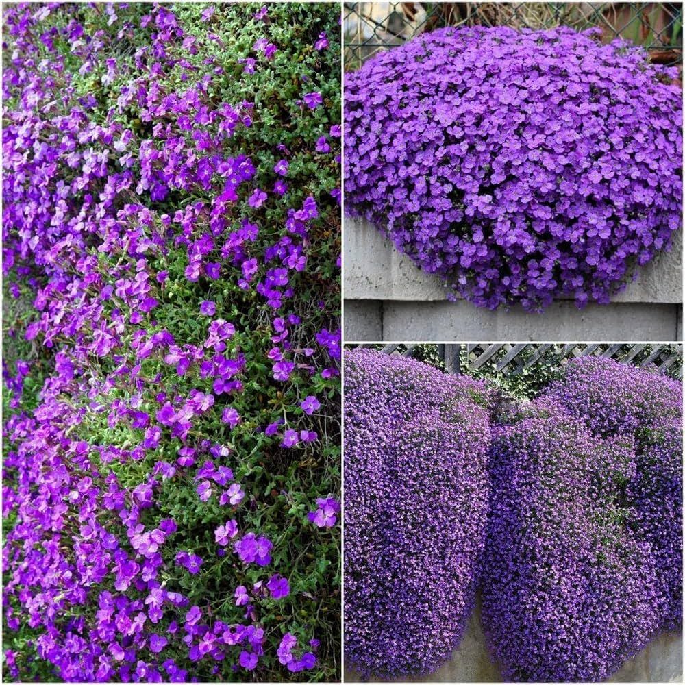Aubrieta Hybrida flower seeds