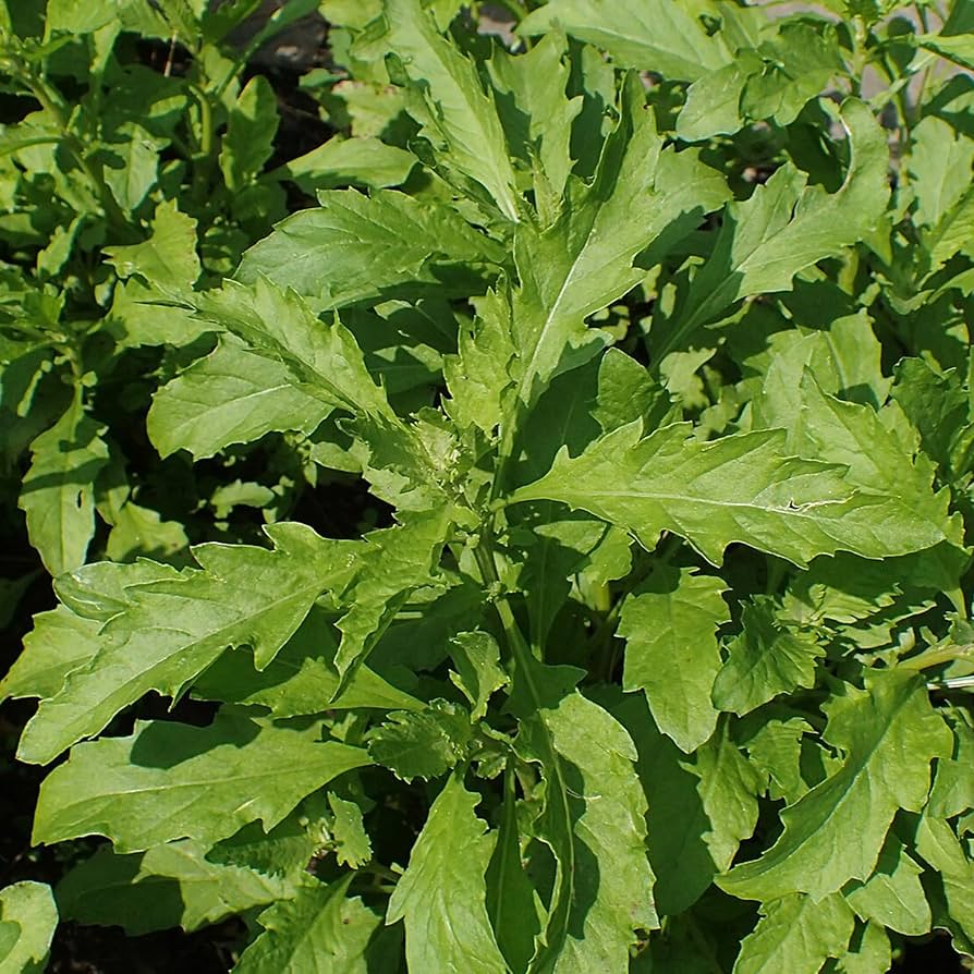 Epazote Dysphania flower seeds