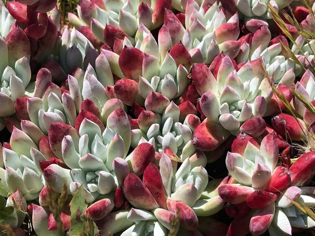 Dudleya flower seeds