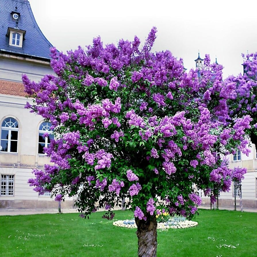 Lilac Purple flower seeds