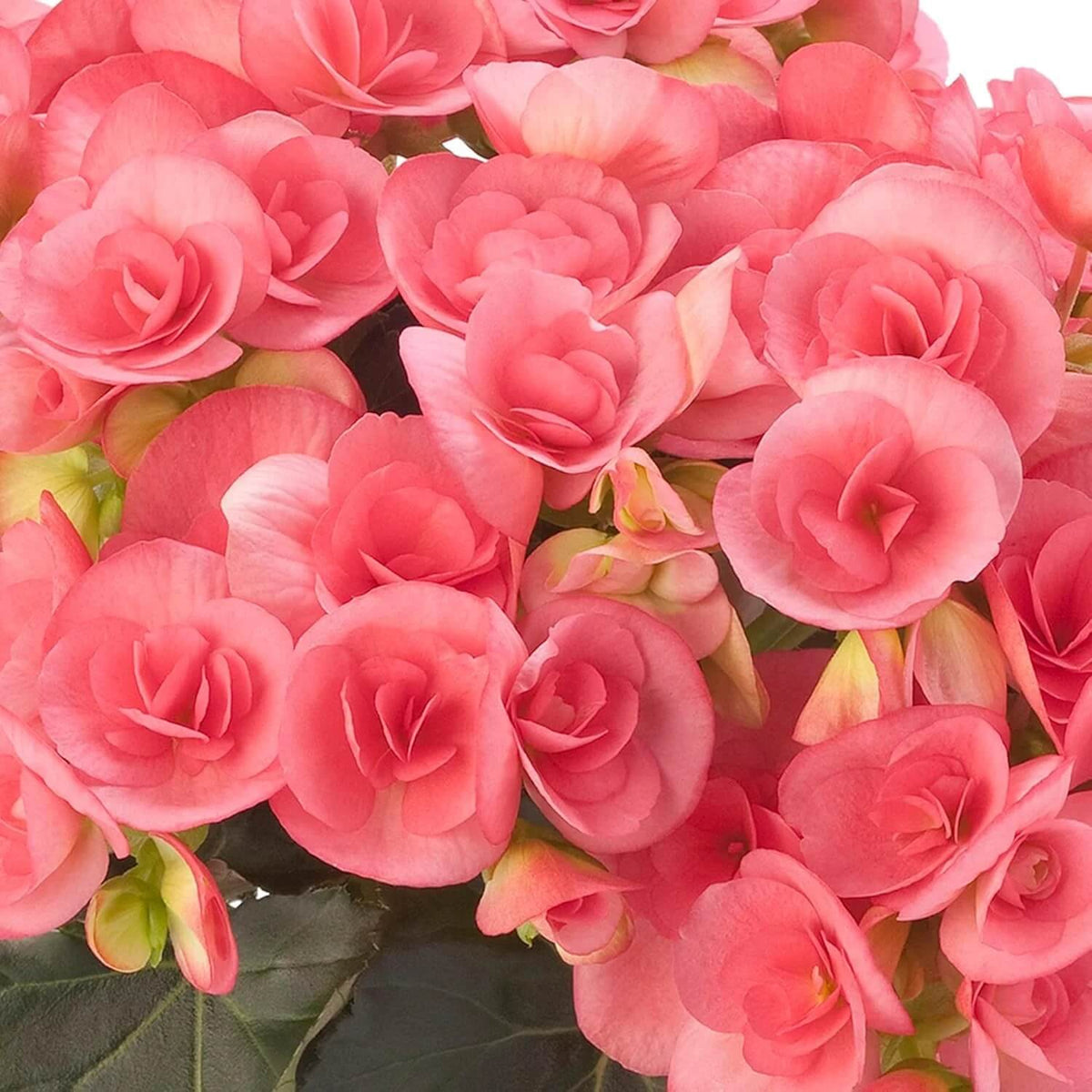 Pink Rieger Begonia plant