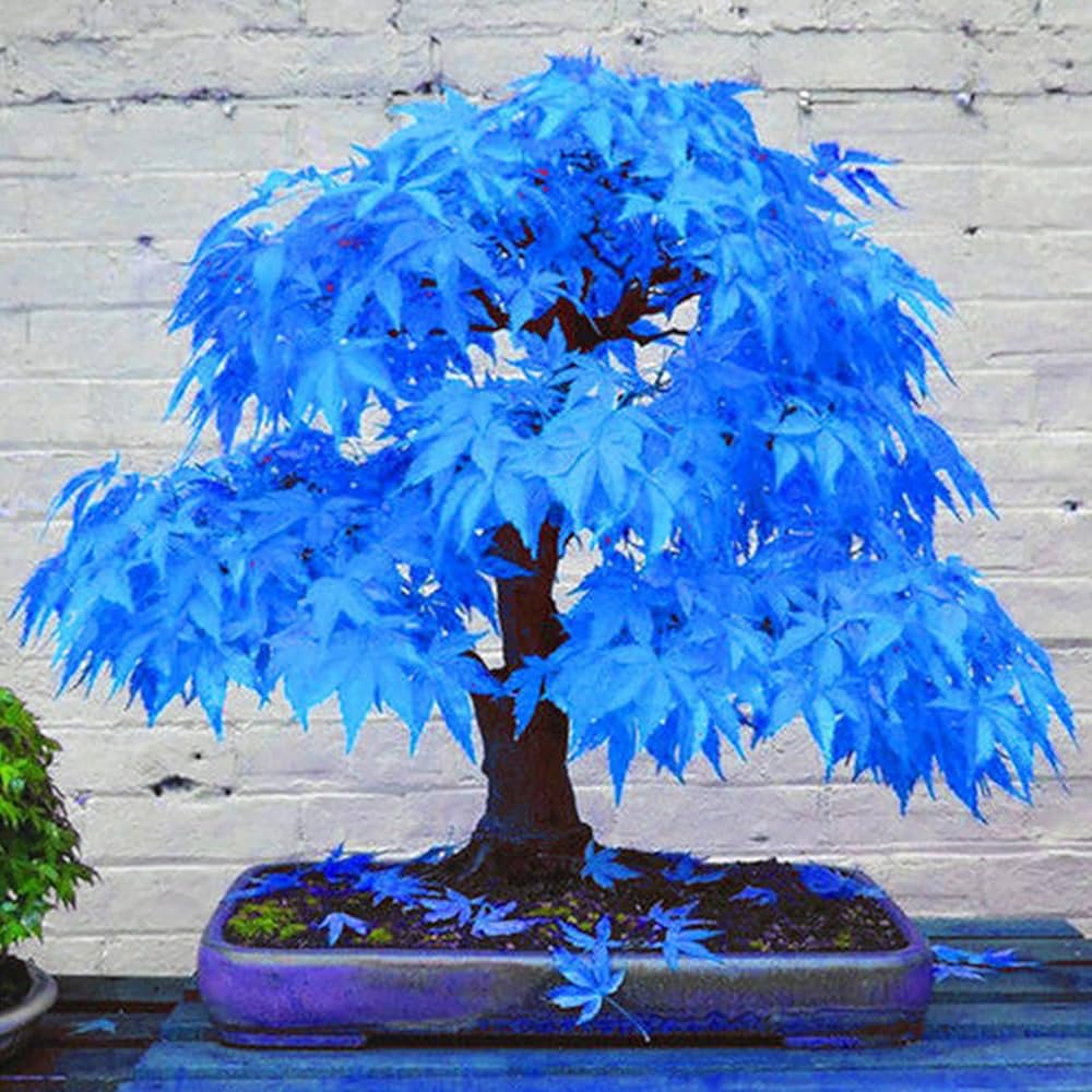 Blue Maple flower seeds