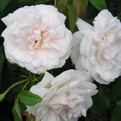 Alfred Carriere Rose plant