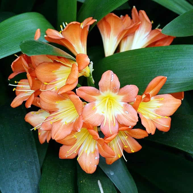 Clivia flower seeds