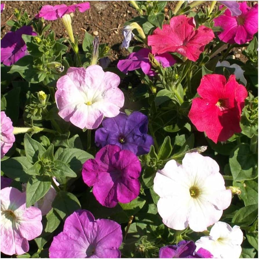Dwarf Petunia flower seeds