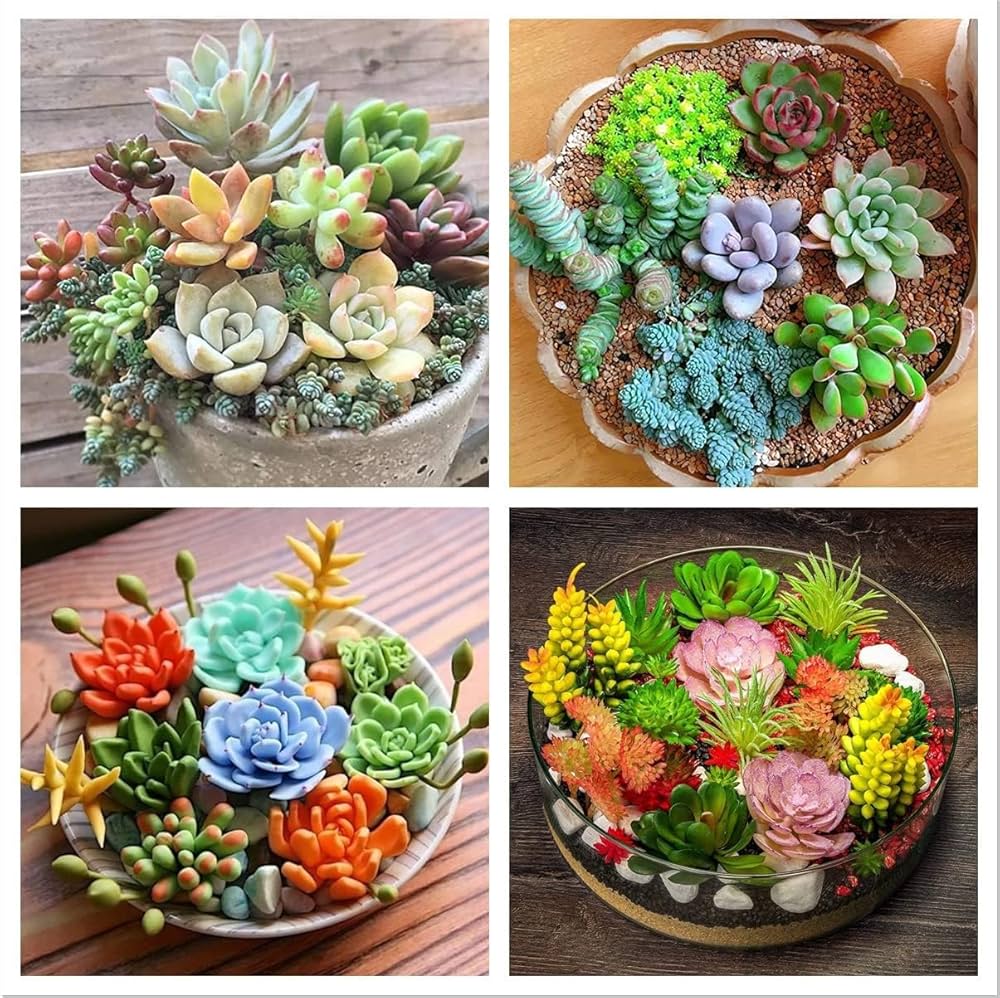 Succulents Bonsai flower seeds