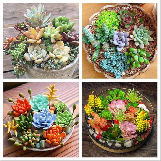 Succulents Bonsai flower seeds