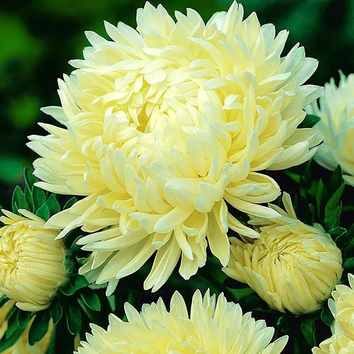 Yellow Aster flower seeds