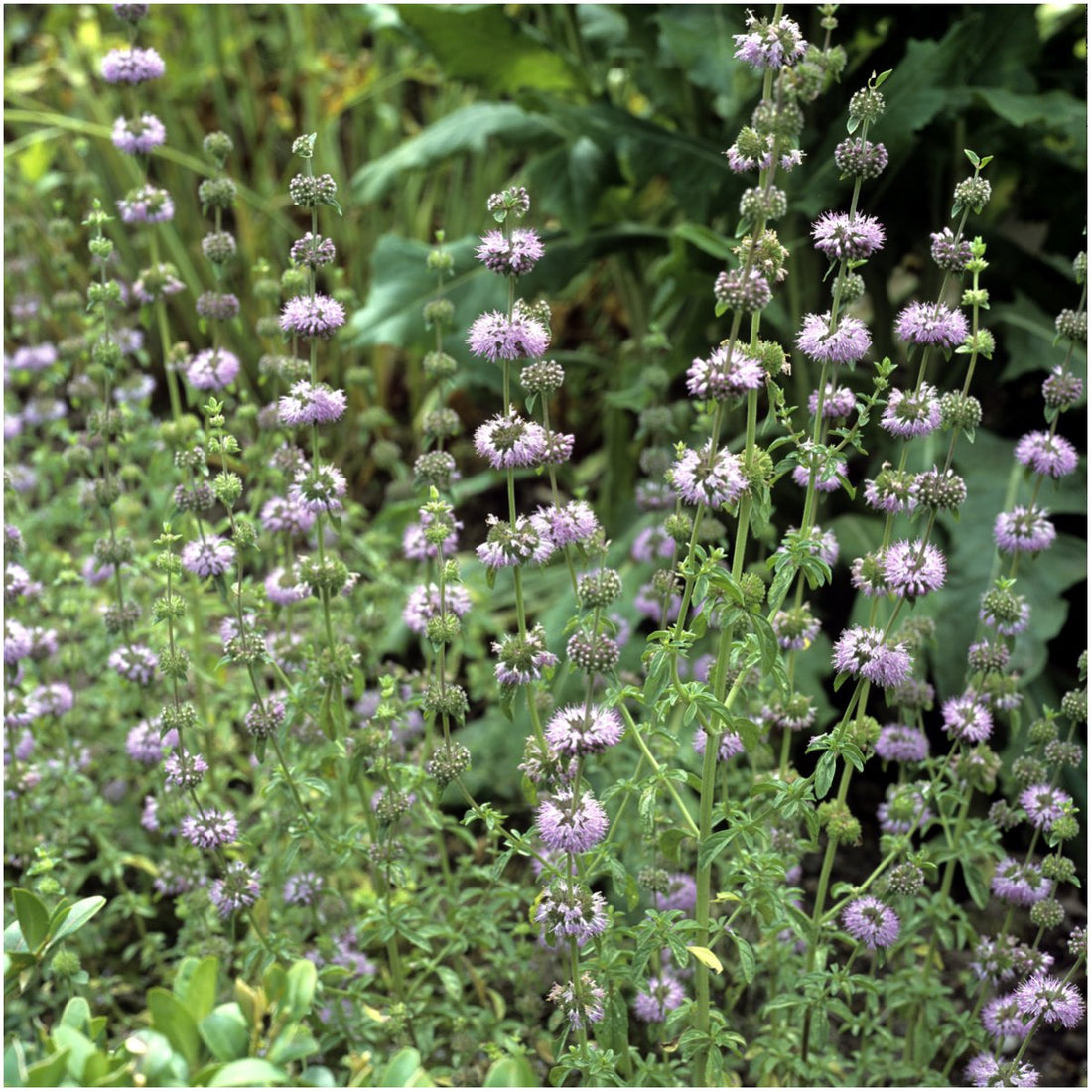 Purple Pulegium flower seeds