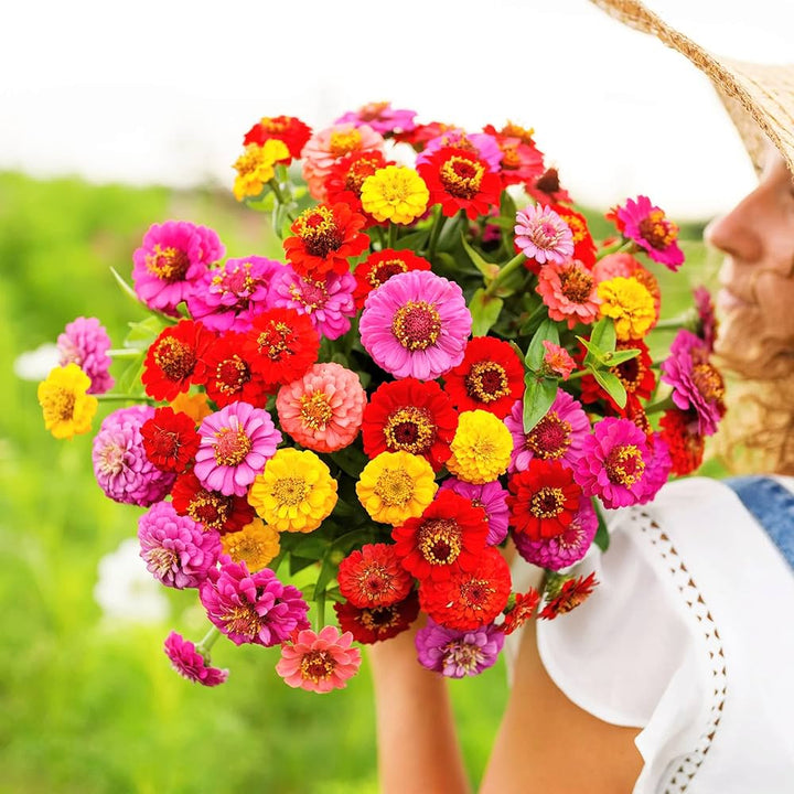 Zinnia Pumila flower seeds