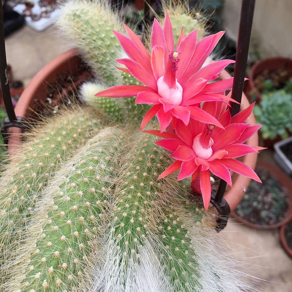 Hildewintera Colademononis flower seeds