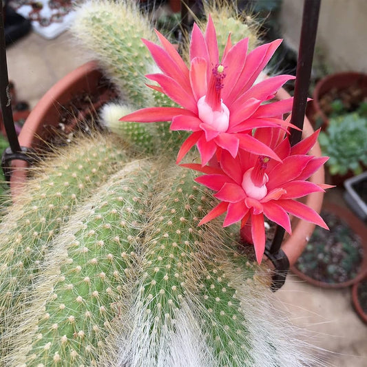 Hildewintera Colademononis flower seeds