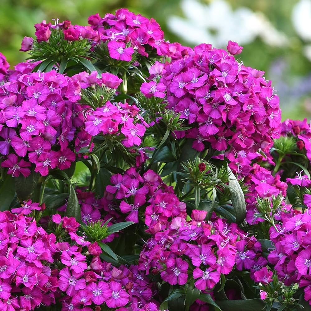 Purple Dianthus flower seeds