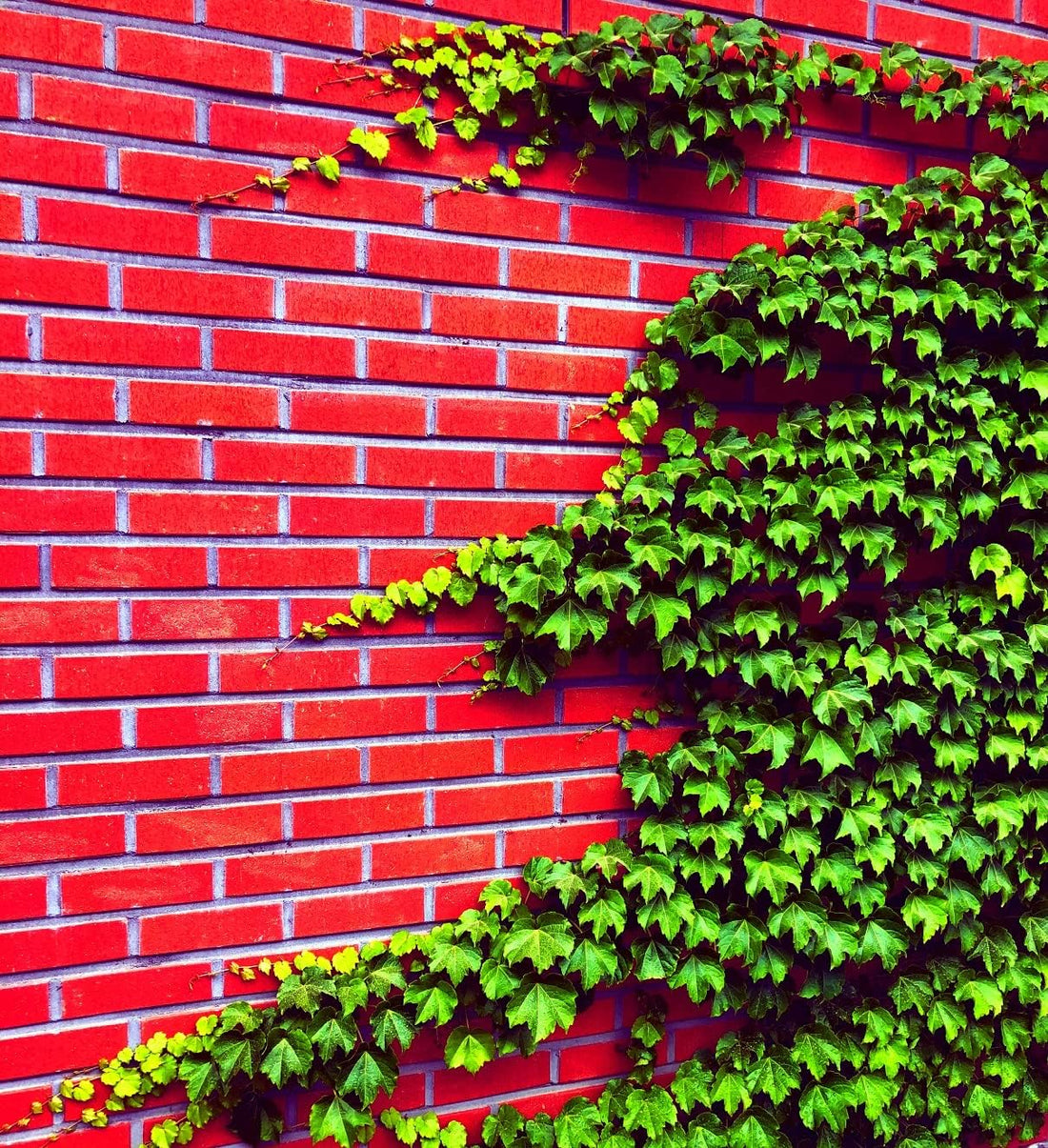 Ivy Hedera flower seeds