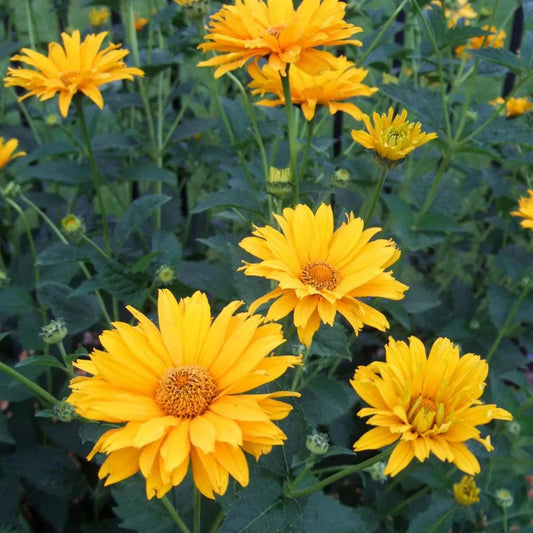 Heliopsis Sunflower flower seeds