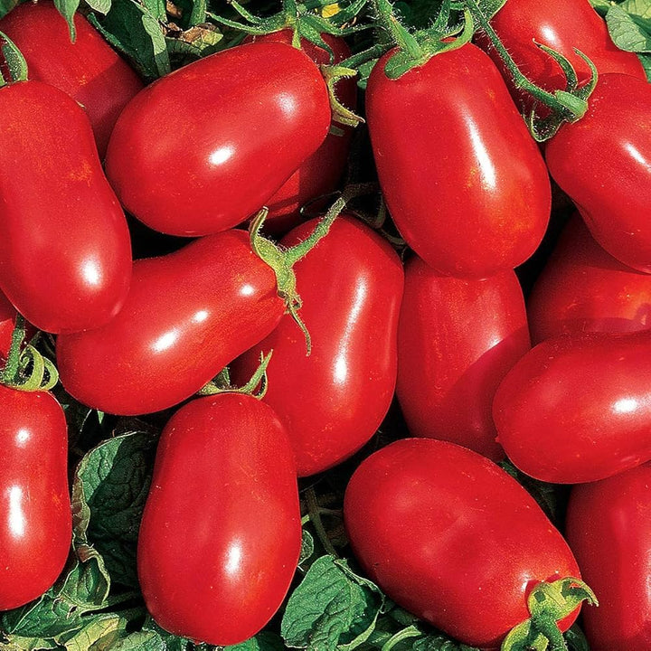 Roma VF Tomato Seeds