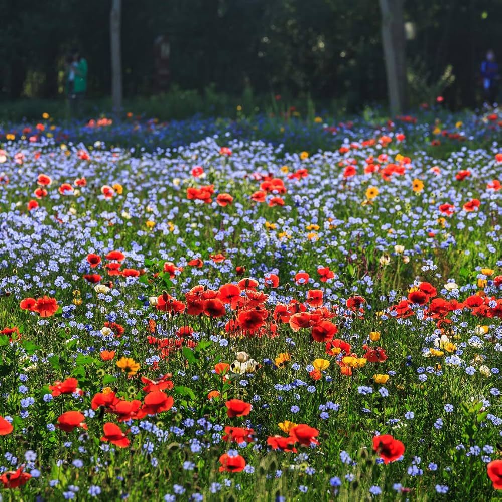 Wikipedia flower seeds
