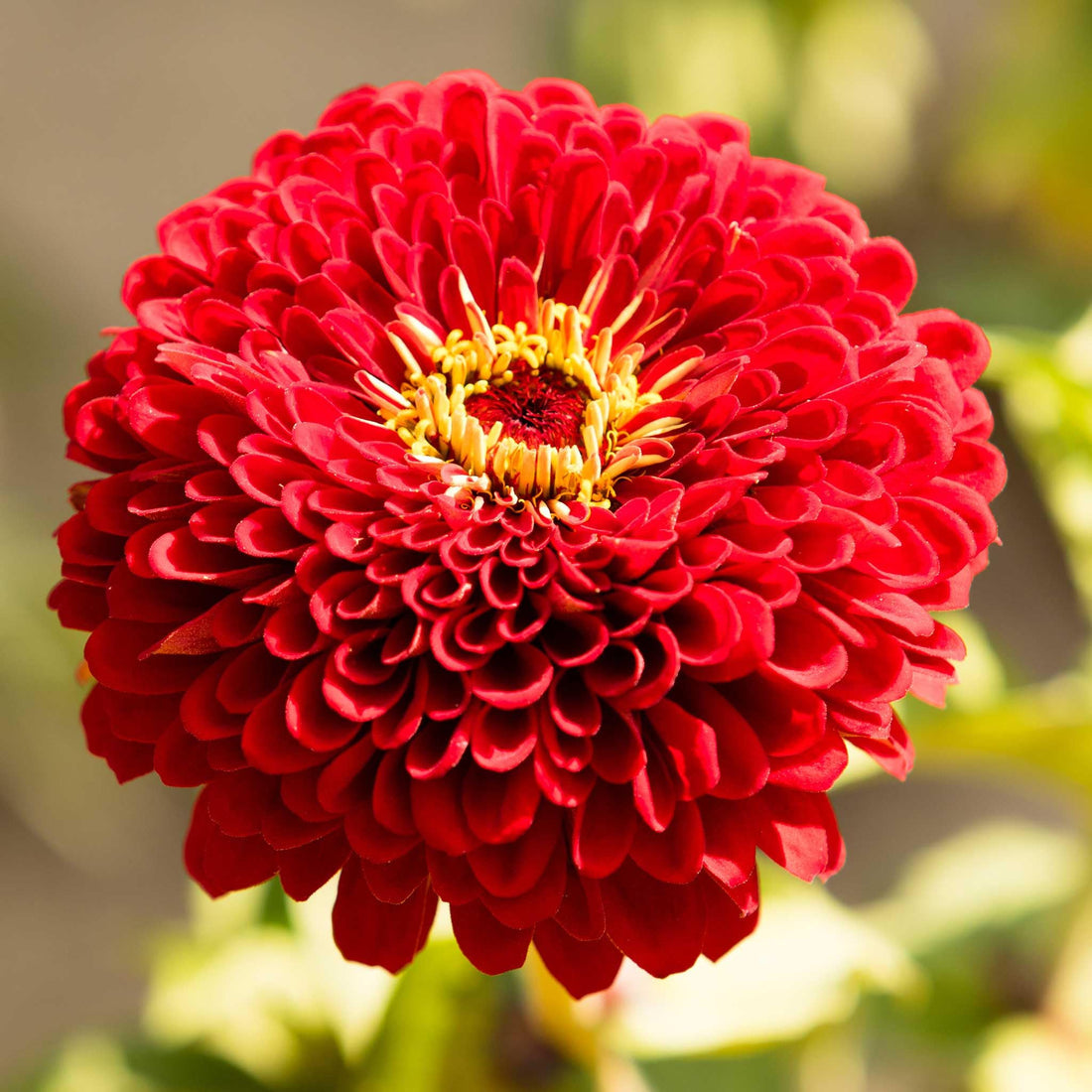 Medallion Zinnia flower seeds