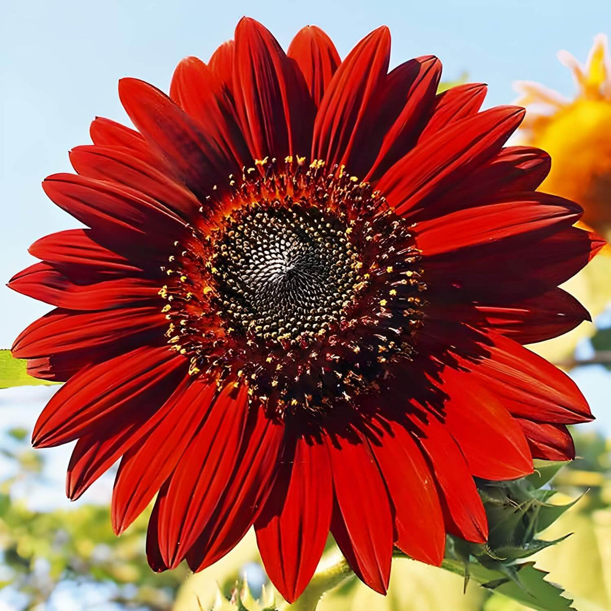 American Roter Sonnenhut plant