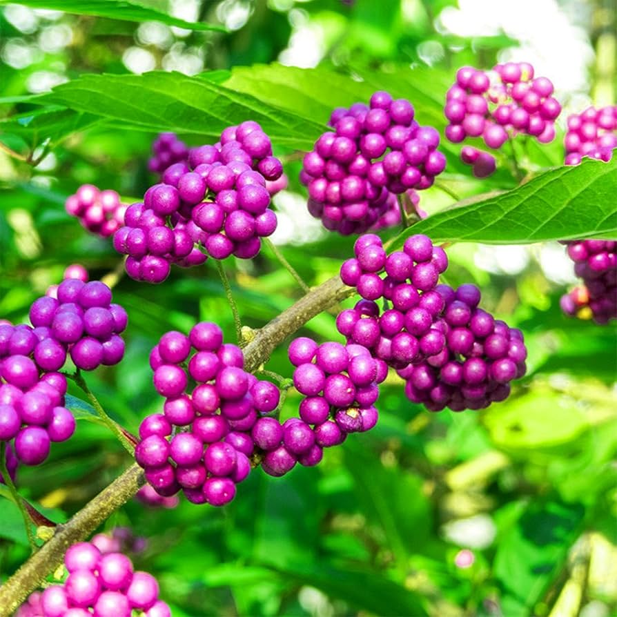 Callicarpa Berry flower seeds
