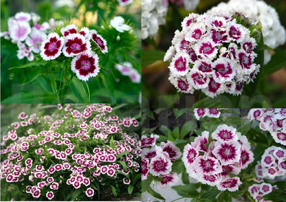 Dianthus flower seeds
