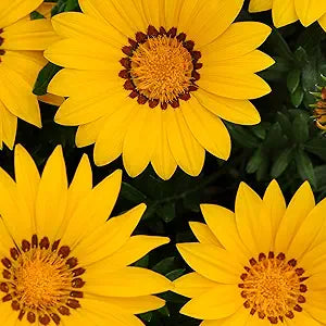 Yellow Gazania flower seeds