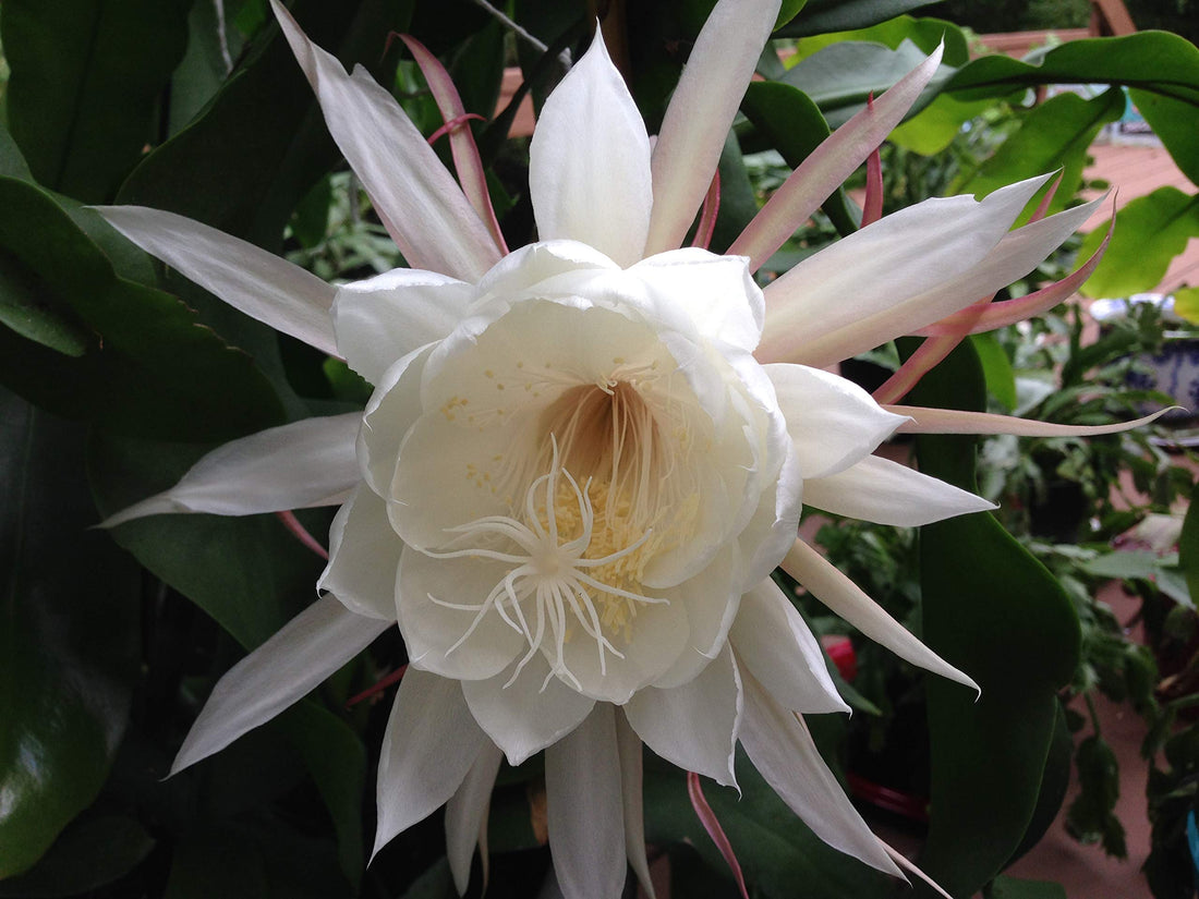 White Nopalxochia flower seeds