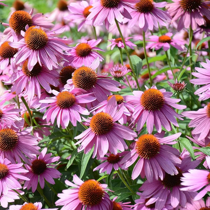 Coneflower Echinacea flower seeds