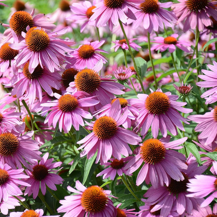 Echinacea Coneflower flower seeds