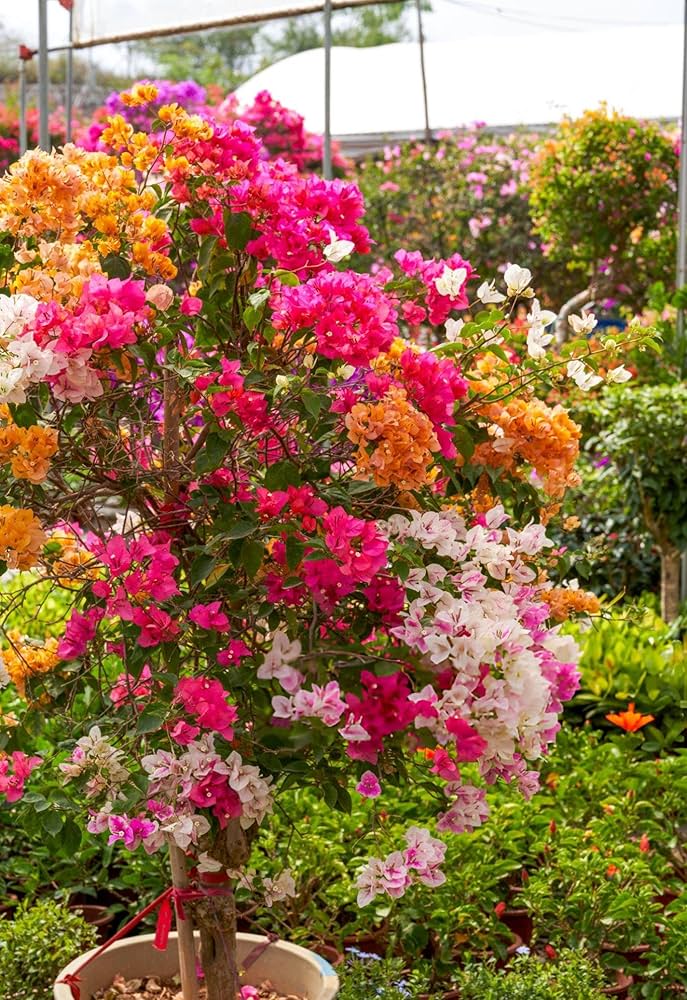 Color Bougainvillea flower seeds