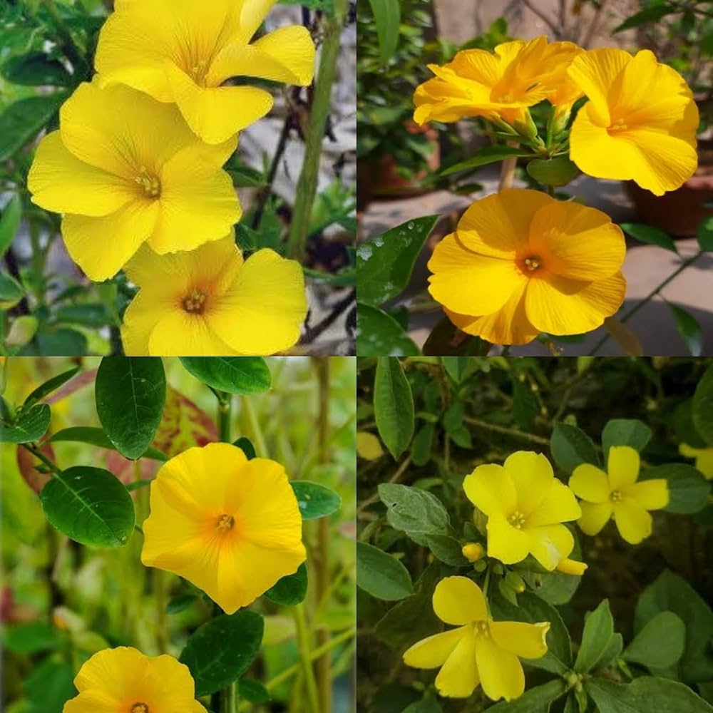 Yellow Flax flower seeds