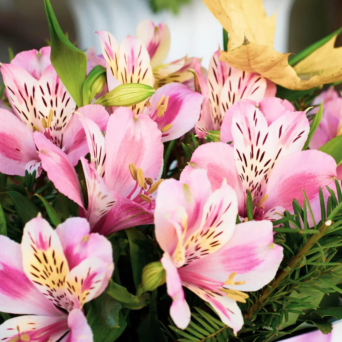Peruvian Lily flower seeds