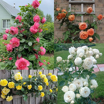 Climbing Rose flower seeds