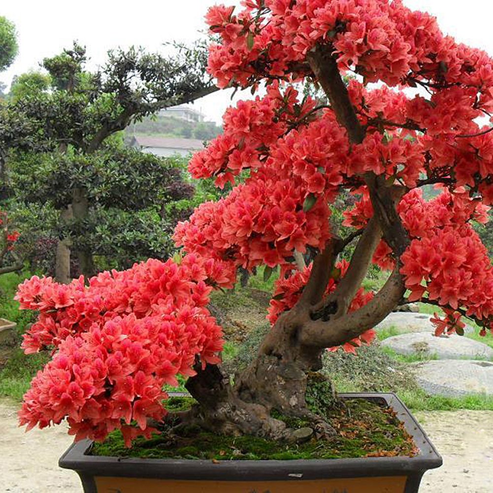 Red Simsii flower seeds