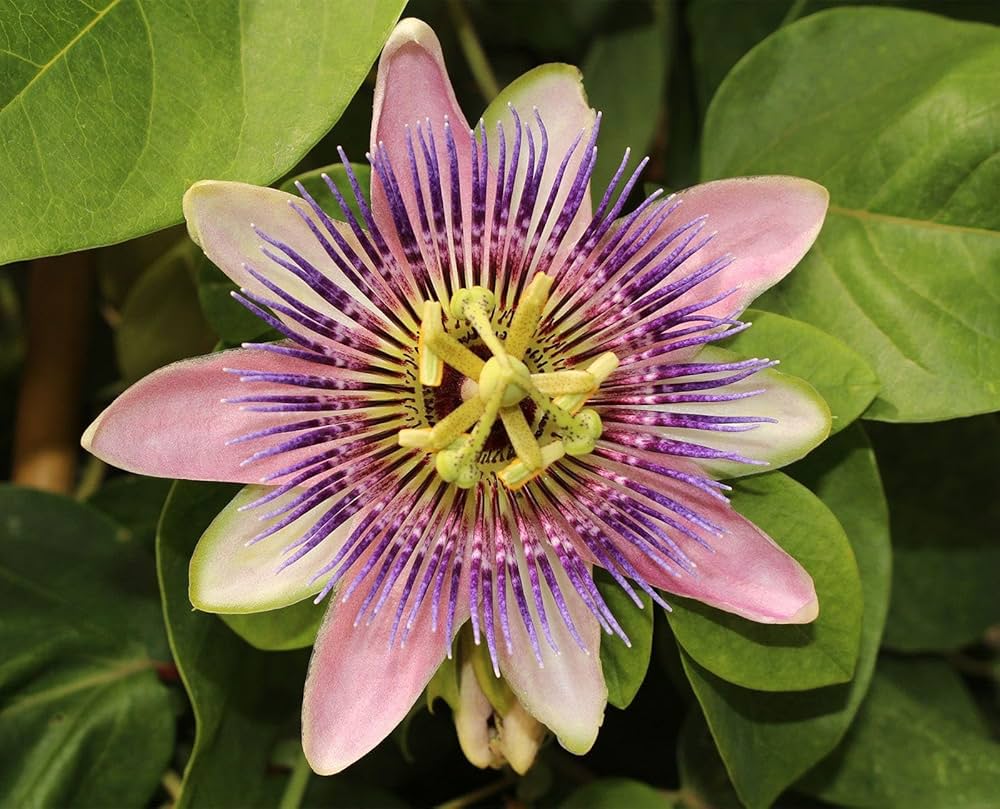 Passionflower Passiflora flower seeds