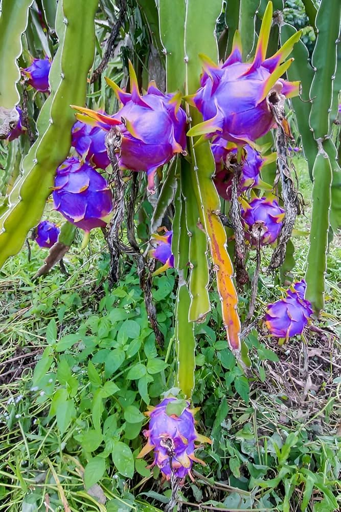 Sky Blue Pitaya Fruit Seeds for Planting – Heirloom Non-GMO Garden Seeds