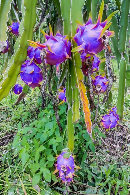 Sky Blue Pitaya Fruit Seeds for Planting – Heirloom Non-GMO Garden Seeds