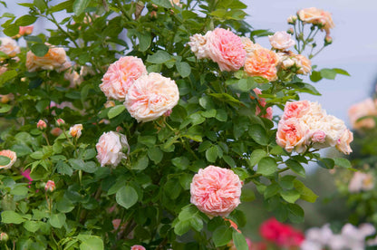 Cream Climbing Rose Flower Seeds for Planting – Heirloom Non-GMO Garden Seeds