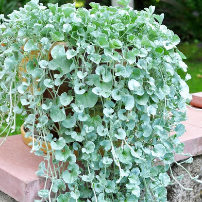 Dichondra flower seeds