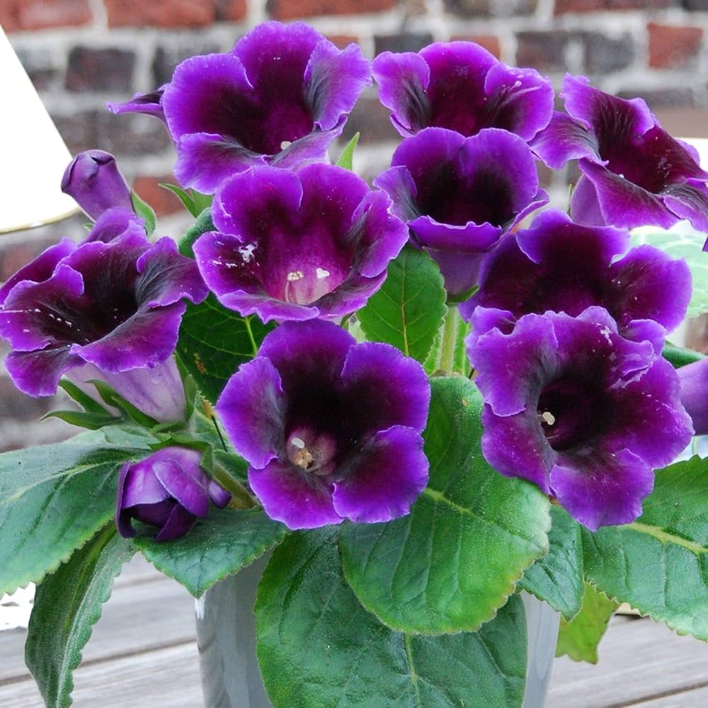 Dark Purple flower seeds